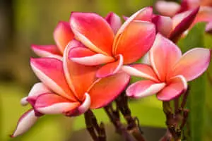 Frangipani Flowers Picture