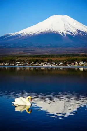 Fuji And A Lake With A Swan