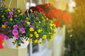 Fully Bloomed Calibrachoa Flowers Picture