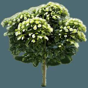 Garden Flower Bush PNG 28