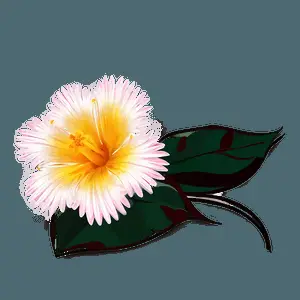 Garden Flower Outline PNG 05252024