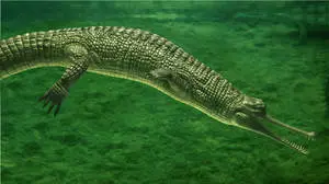 Gavial Crocodile Green Lake Nature Photography