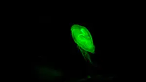 Magical Glow in the Dark Nature Scene