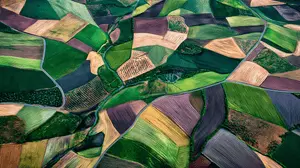 Golden Agricultural Mosaic