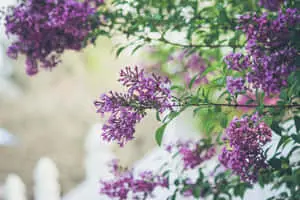 Google Pixel In Bloom Collection Tiny Purple Flowers