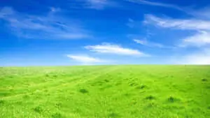 Plain Grass And Blue Sky Background