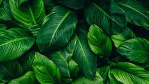 Dark Green Aesthetic Leaves Picture