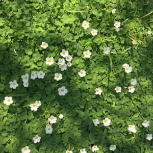 Green Aesthetic White Flower Picture