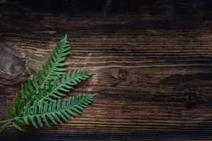 Green Fern 2000 x 1333 wallpaper