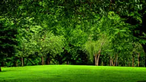 Green Forest 1920 x 1080 wallpaper