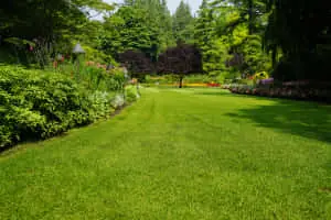 Vibrant Green Grass in Full Bloom