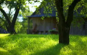 Lush Green Grass Field Under Clear Blue Sky