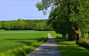 Green Grass Summer Landscape Picture