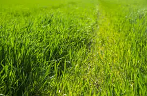 Green Grass Field Landscape Picture