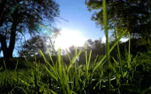 Green Grass Trees Sun Picture