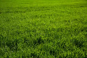 Green Grass Spring Field Picture