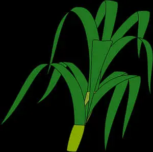 Green Grass Vector Illustration