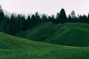 Green Hills Forest 