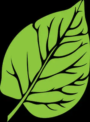 Green Leaf Graphic