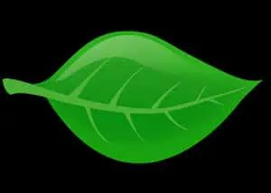 Green Leaf Graphic Illustration