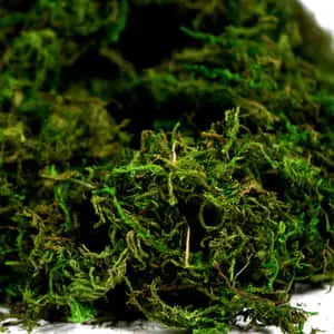 Green Moss 1500 x 1500 wallpaper