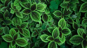 A carpet of green nature at its finest.