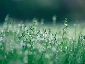Beauty of the Green Nature