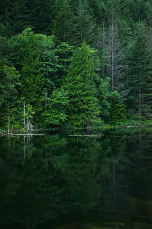 a lake surrounded by trees and a forest