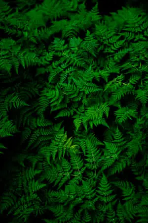 ferns wallpapers, ferns wallpapers, ferns wallpapers, ferns wallpapers, ferns wallpapers, fern