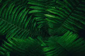 Embrace the Tranquility of Lush Green Nature