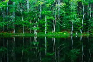Enjoy the lush greenery of nature