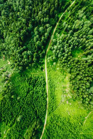 aerial view of a road in the forest