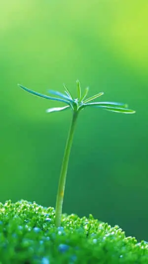 Green Grass Plant Nature Iphone