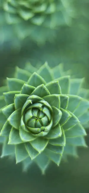 Green Succulent Plant Nature Iphone