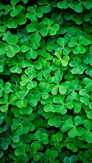 Green Lucky Leaf Nature Iphone