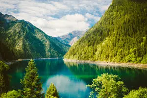 Green Nature Landscape