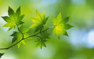 Green Nature Maple Leaf