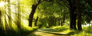 Green Nature Park View