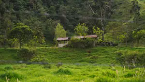 Green Nature Surrounding Abandoned House 