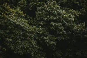 Green Nature Tree Wall