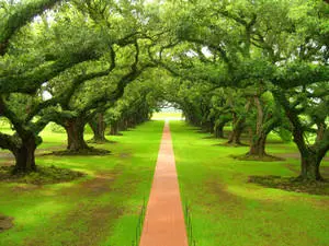 Green Nature Trees in Garden 