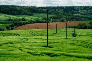 Green Nature With Power Lines