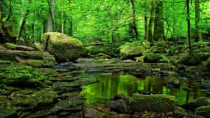 Enjoy the beauty of nature in its green form. 