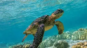 Green Sea Turtle Chelonia Mydas Photography