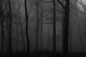 Explore the ominous and mysterious beauty of a Dark Forest