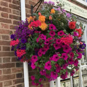 Hanging Flowers In A Pot Picture