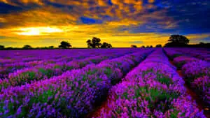 lavender field at sunset