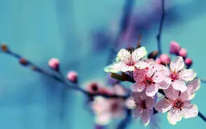 HD Cherry Blossom Flowers 