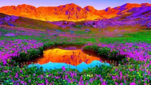 Discover nature's beauty