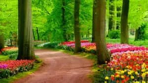 An evening stroll through a vibrant garden. 